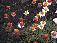 Serra_Pizzuta - Anthemis aetnensis Schouw_20100602 106.jpg